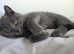 Pedigree Blue BSH short hair