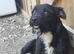 Patterjack