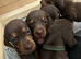 3 miniature dachshunds left