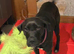Female Labrador x Neopolatin mastiff