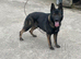 Handsome Kc registered German shepherd