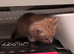4 gorgeous kittens available