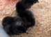 Olive Egger Unsexed Day-Old Chicks 1 left