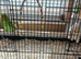 2 x Male budgies, large cage, feeders and drinkers, toys and accessories