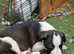 Puppies