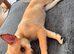 Miniature pincher x pomeranian puppy's