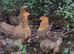 Brahma Hatching Eggs &ndash; Large Fowl Chicken &ndash; Big Strong Birds &ndash; Quality Stock