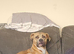 3 year old cross breed