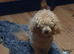 I have 4 Beautiful Cockerpoo x Poodle puppies
