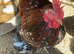 Two male bantams