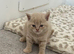 Fawn British Shorthairs