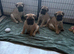 KC Bullmastiff Bitch top quality health tested