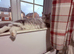 4 year old female Maine Coon spayed gccf