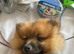 Pomeranian for stud