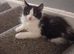 kittens for sale
