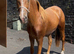 Irish draft cross gelding 2 yr