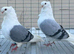 RARE FANCY GERMAN OWL PIGEONS