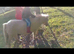 Shetland mare