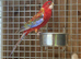 Rosella