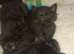 Maine coon cross
