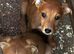 Beautiful Lurcher puppies