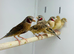 Cut throat finch