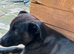 Socks a quiet, loving and wonderful boy perfect family pup