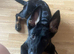 Astra German shepherd