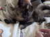 2 playful loving kittens