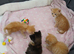 3 boy kittens
