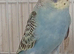 Budgie chicks
