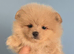 CHIAO LI YA lineage pomeranian puppies