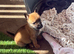 1 Belgian Malinois Female left!!