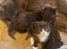 Nebelung cross kittens, very very tame and friendly.