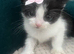 beautiful kittens
