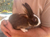Harlequin bunny&rsquo;s / rabbit
