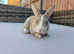 Gorgeous vm Mini Rex babies