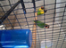 Lovebird