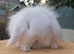 Fluffy bunnies reduced to find new homes ( teddywidders )