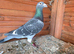 Racing Blackcheck Big Size Male Pigeons