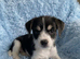 Tiny male puppy