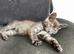 1 kitten
