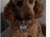 Miniature poodle for stud &pound;250