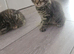 Beautiful tabby boy