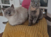 From pedigree BSH with champions in line
