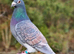 Rubella spread racing pigeons