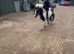 Denzal a true all round safe pony