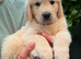 Last puppy American Line Golden Retriever