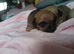2 girls & 1 boy chihuahua puppies