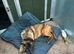 Lovely Pressa canario boy available